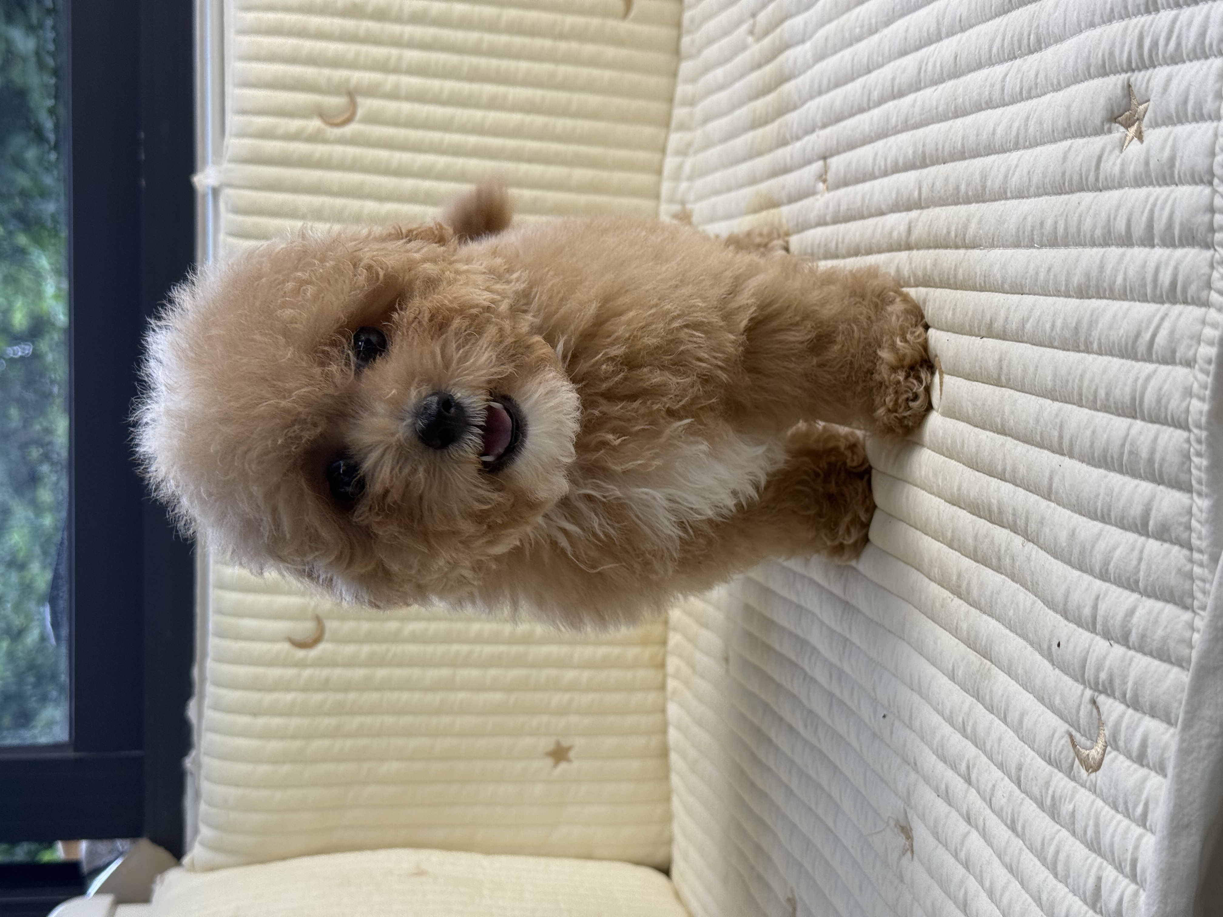 精品 泰迪熊 花色好 毛量厚